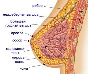 Из-за чего у девушки не встают соски при возбуждении?