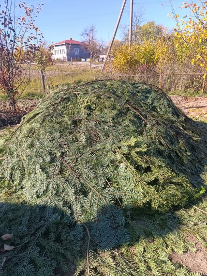 Картоплю потрібно пересипати попелом та вкрити гілками хвойних дерев