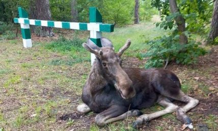 Лось в Киеве