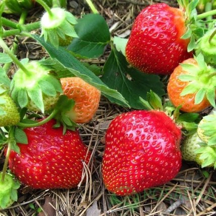 Клубника Флер