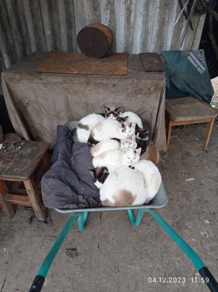 Лариса Ребристая кошки