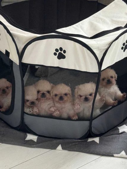 Щенки пекинеса