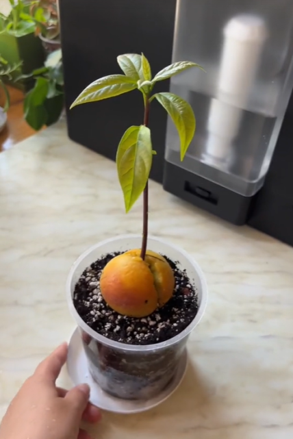 авокадо з кісточки в горщику