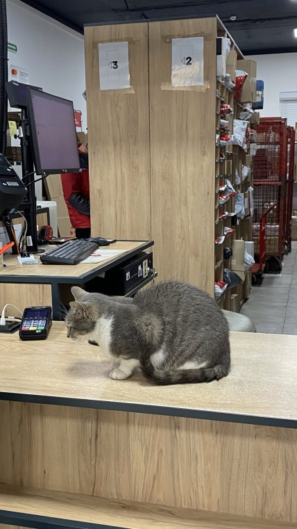 Кіт на стійці у відділенні Нової пошти