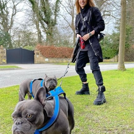 Французские бульдоги Александра Зинченко