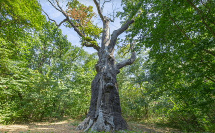 "Холодний Яр"