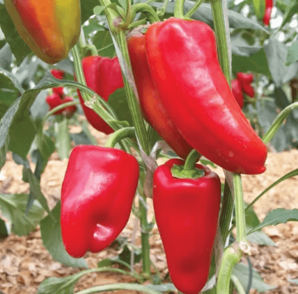Болгарський перець Джипсі