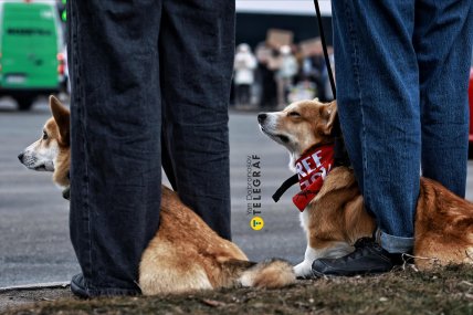 FreeAzov, собаки на акции