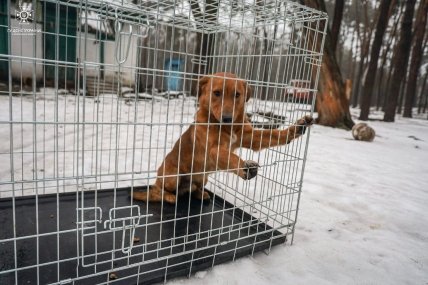 собака в клетке