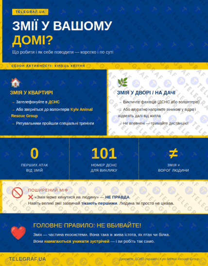 Что делать, когда встретили змею – инфографика