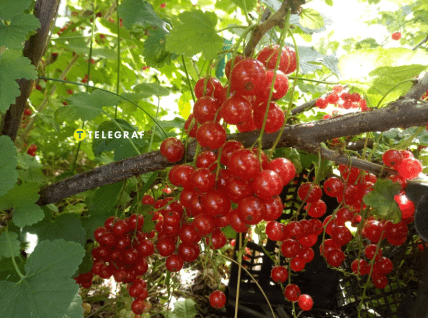 Червона смородина врожай 2025 в Україні.