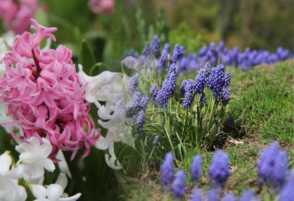 Гиацынты и мускари