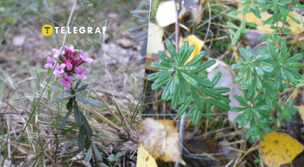 Вовча ягода пахуча у Голосіївському парку, Київ