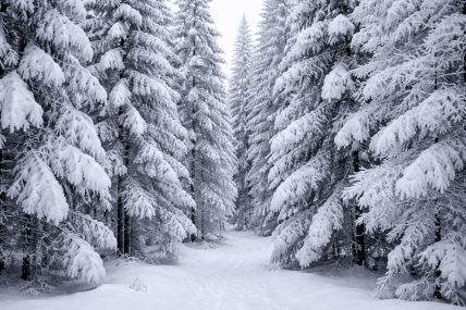 Снег на деревьях