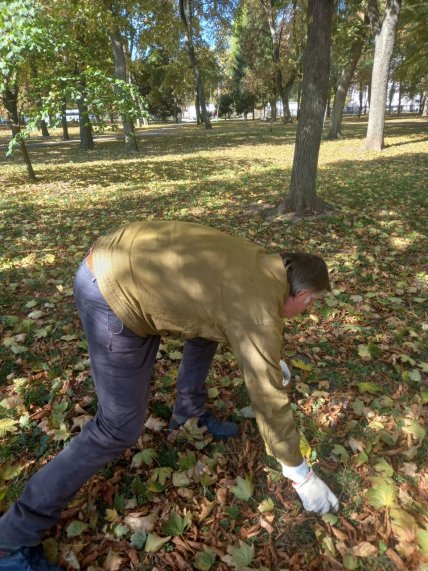 Де в Україні здають каштани