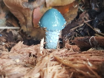 Строфария сине-зеленая