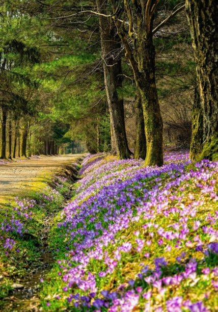 Дендропарк Березинка, крокуси