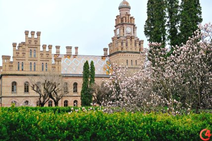 Магнолії на території університету в Чернівцях