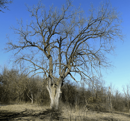 Дуб Відун, Лиса гора