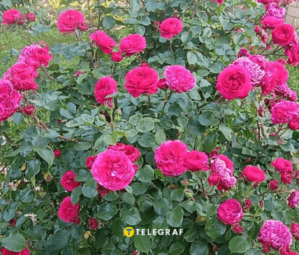 Троянда флорибунда Леонардо да Вінчі