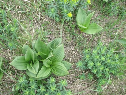 Чемериця чорна