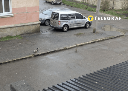 Качки заблукали в Тернополі