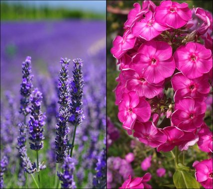Лаванда и флоксы, которые не стоит сажать рядом с хостами