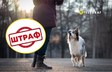 За что могут наказать владельцев собак в Украине