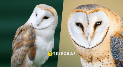 Сова Сипуха