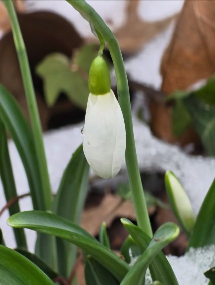 Подснежники на Закарпатье
