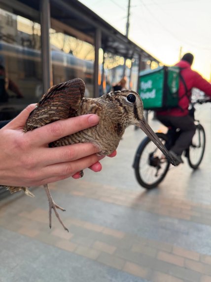 Вальдшнеп в Виннице