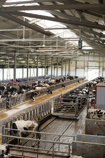 ферма — доильные аппараты и коровы