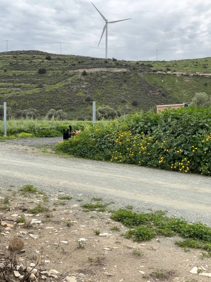 Собаки напали на Ирину Масанову
