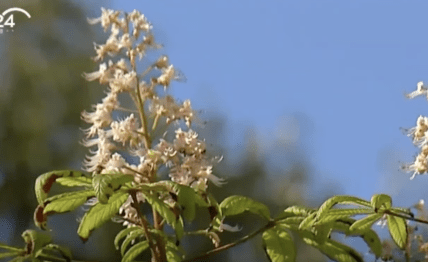 В Киеве зацвел каштан