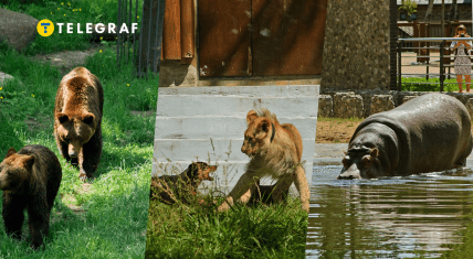 Какие животные живут в харьковском зоопарке