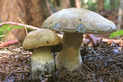 гриб Гиропор синеющий