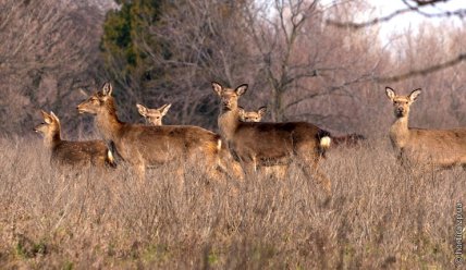 хортица олени