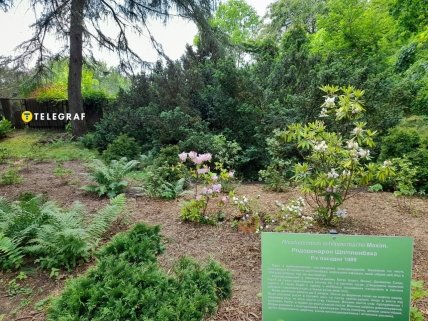 В парке есть много цветков с более приятным ароматом