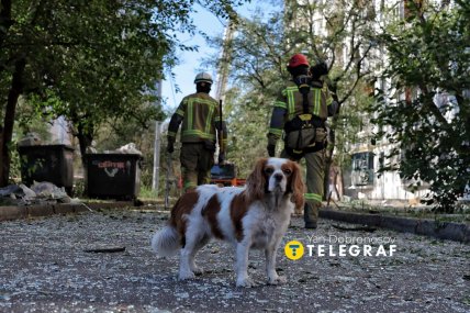 Собака на обломках после российского удара по Киеву