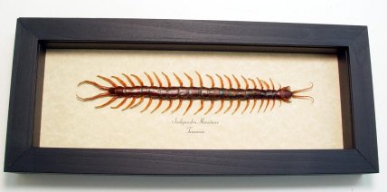Scolopendra morsitans