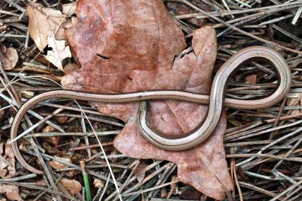 Де живе веретенниця ламка