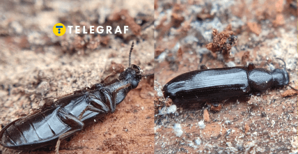 Жук Борос Шнайдера