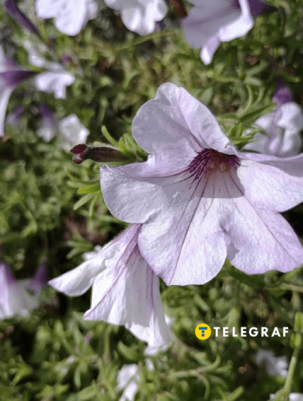 Петуния Тайдал Сильвер цветет весну, лето и осень - почему стоит посадить