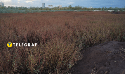 Сухая Московка, Запорожье ивовый лес