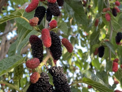 Шелковица является агрессивным деревом