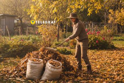 листья, осень