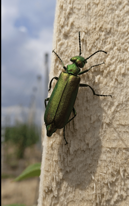 Шпанська мушка