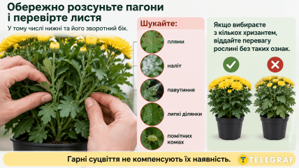 как выбрать хризантемы