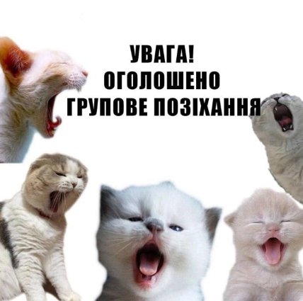 Мем коты объявлена групповая зевота