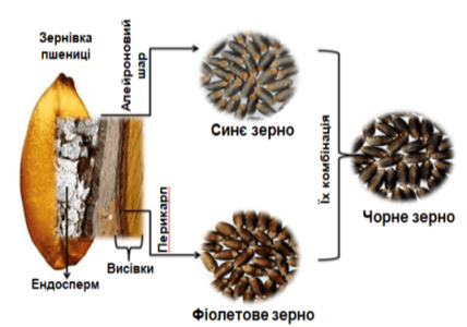 Кольорове зерно пшениці